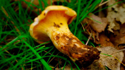 Las setas que conocemos: Rebozuelo (cantharellus cibarius)