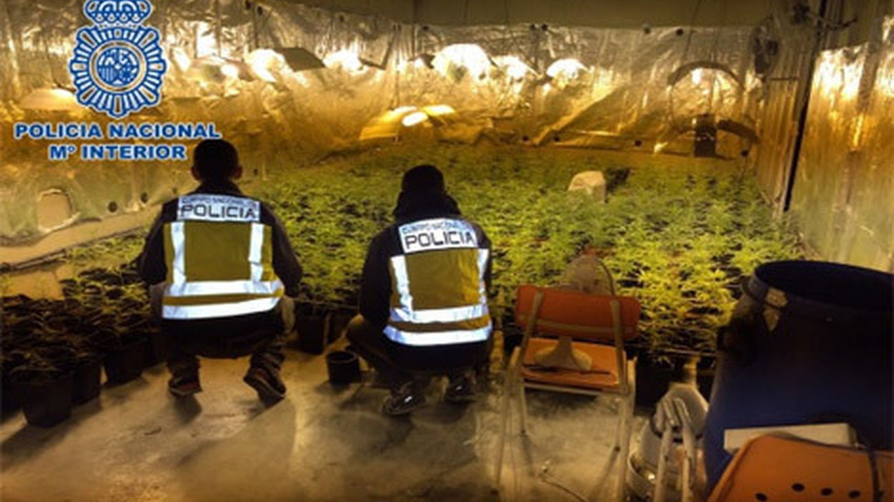 La Policía localiza 1.735 plantas de marihuana en el sótano de un chalé de Madrid