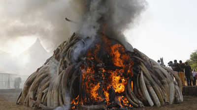 Kenia quema 15 toneladas de marfil para pedir el final de la caza furtiva