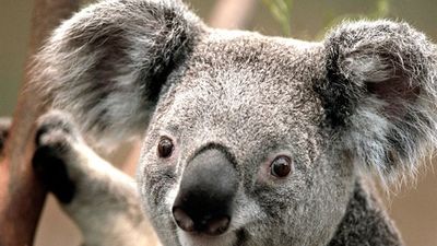 Las autoridades sacrifican en secreto a más de 600 koalas en el sur de Australia