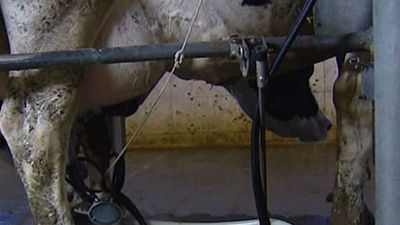 Competencia multa a 8 empresas lacteas por repartirse el mercado y pactar los precios