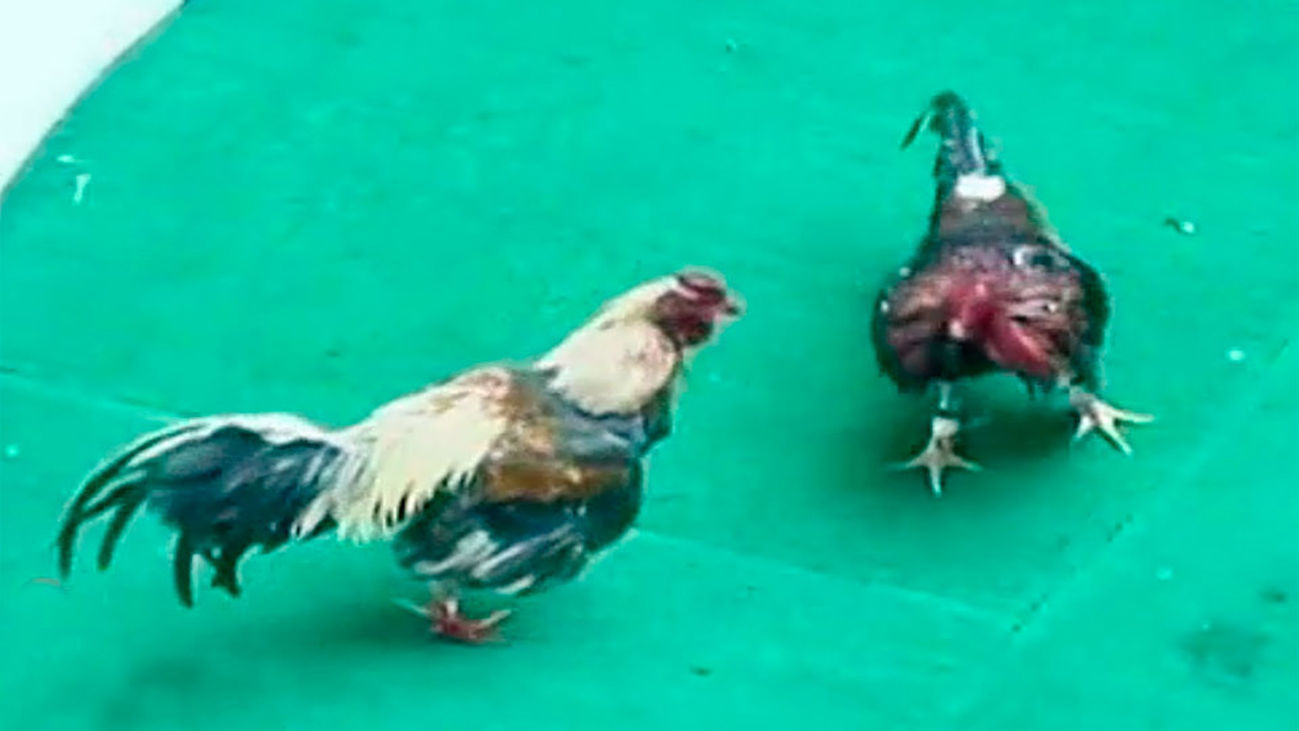 Descubierto un recinto para peleas de gallos