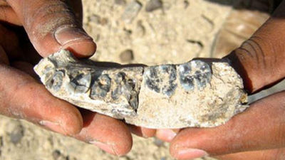 Una mandíbula fósil ayuda a reducir la brecha evolutiva