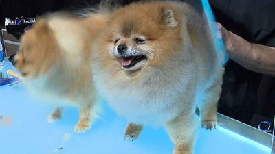 Las mascotas se ponen guapas