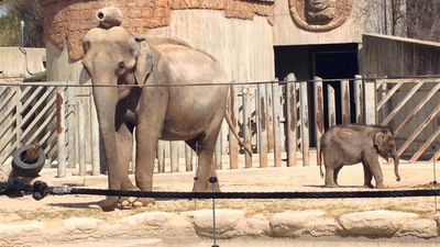 Zoo Aquarium celebra este sábado el cumpleaños de una cría de elefante asiático