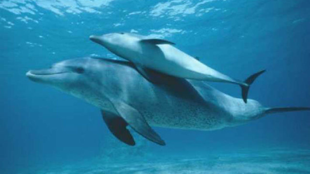 Los delfines macho individualizan con "nombres" a amigos y rivales de su entorno