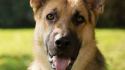 Perros con DNI en Colmenar