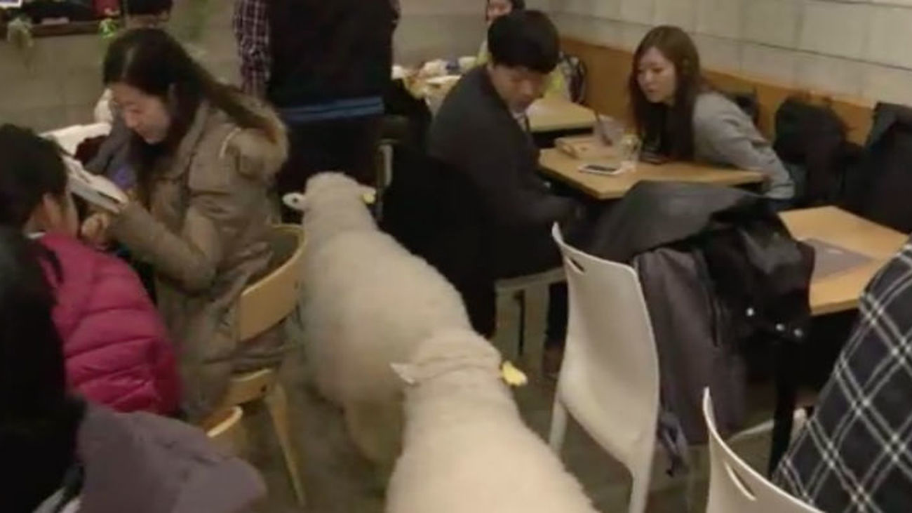 Un café con ovejas en el centro de Seúl