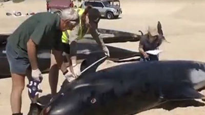 Mueren doce ballenas que se quedaron varadas en el suroeste de Australia