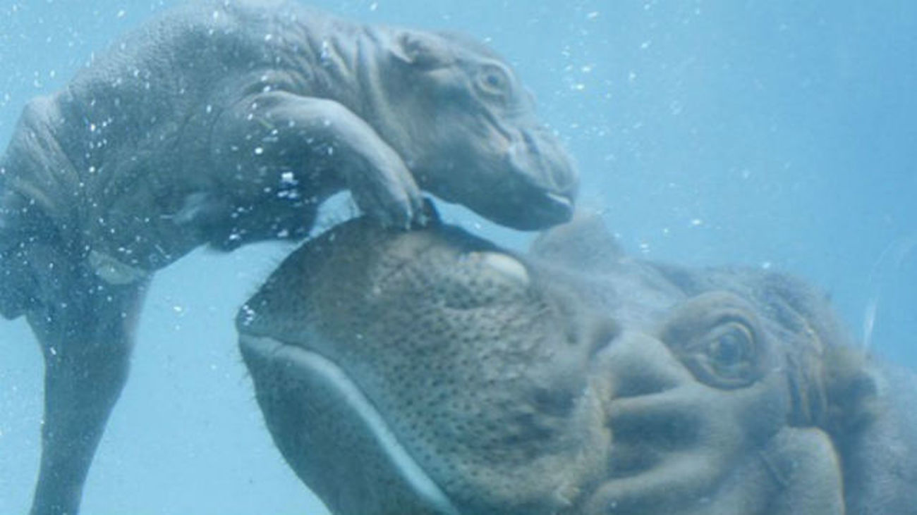Captan el emocionante nacimiento de un hipopótamo en San Diego
