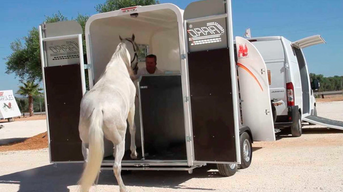 Traslado de caballos (archivo)