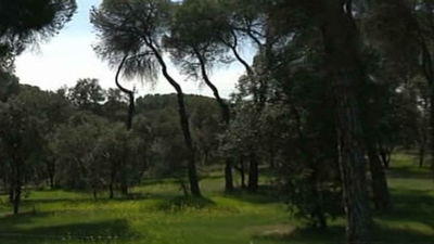 Un hombre que buscaba chatarra encontró armas y explosivos en un monte de Madrid