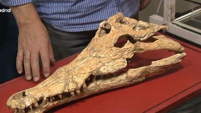 Meteoritos, huevos de dinosaurio y minerales para el fin de semana