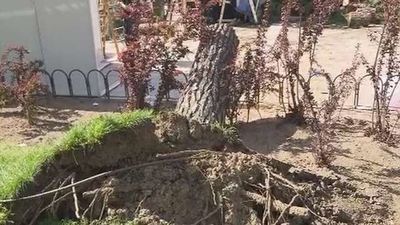 Cae un árbol sobre un puesto en Plaza de España sin causar heridos