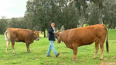 La delincuencia rural se ceba con el ganado en la Sierra de Madrid