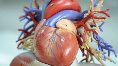 La Comunidad realiza seguimiento a 225.300 madrileños con riesgos cardiovasculares