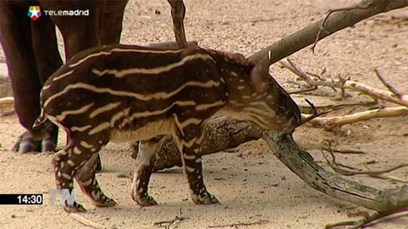 Nace un tapir amazónico en el Zoo de Madrid