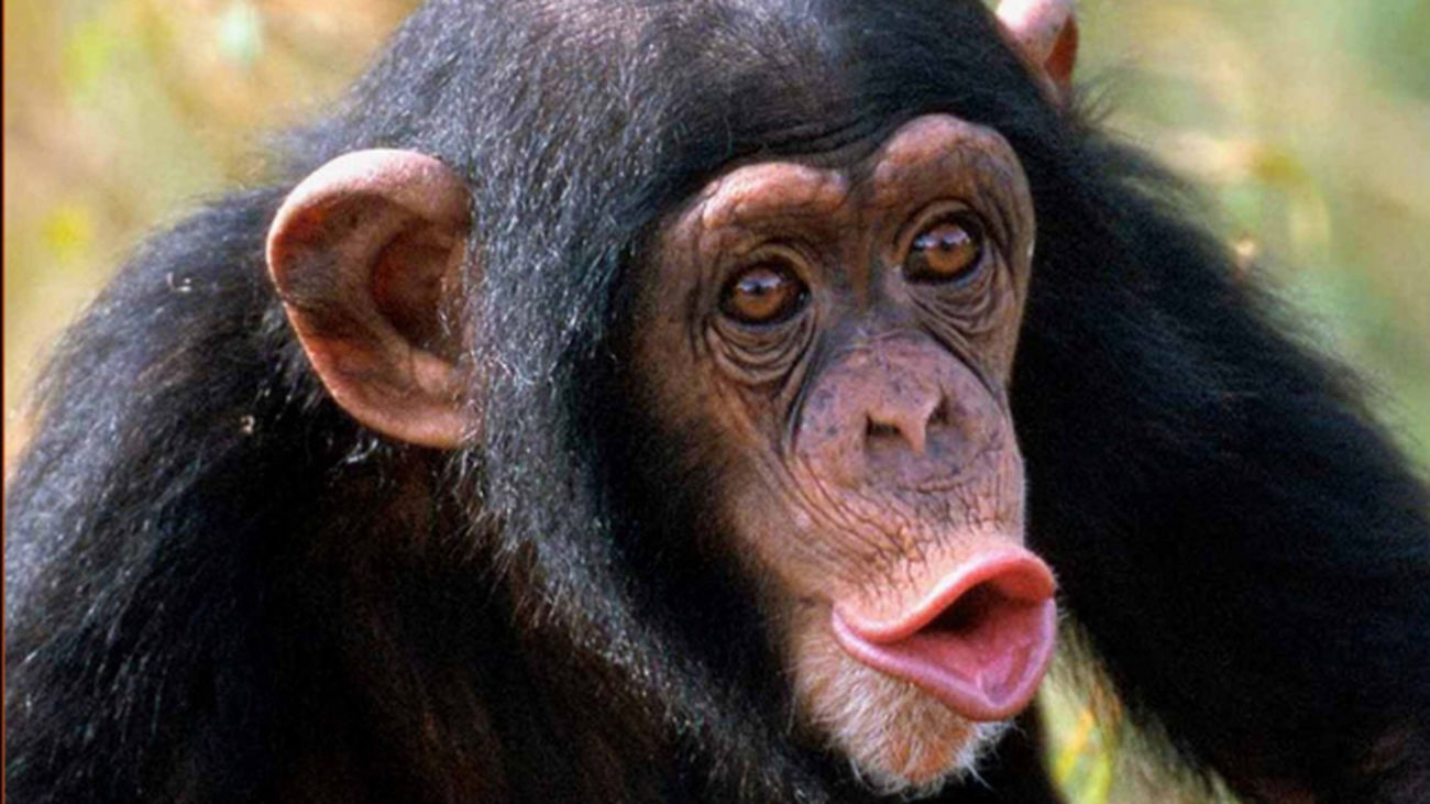 chimpance12312