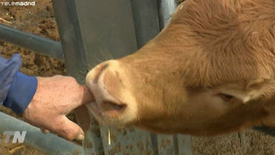 Carne de la sierra de Guadarrama, la estrella de los menús