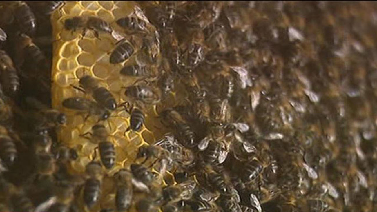 Continúa en la UVI la mujer de 69 años atacada por un enjambre de abejas