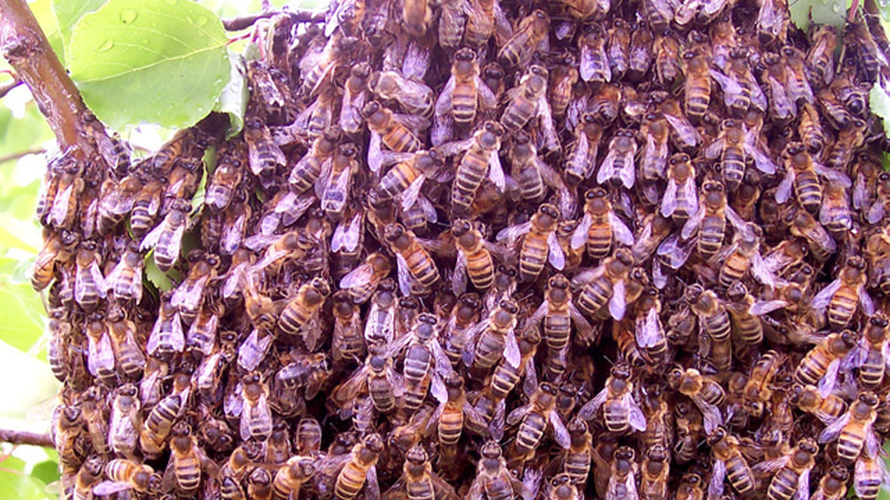 Los ataques de enjambres de abejas son "muy raros" y "poco frecuentes", según los expertos