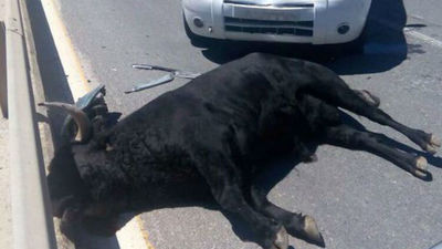 Once personas heridas tras escaparse un toro en Talavera