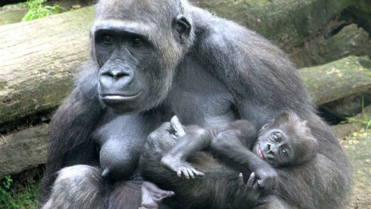 Nacen una nieta y una biznieta de 'Copito de Nieve' en el Zoo de Barcelona