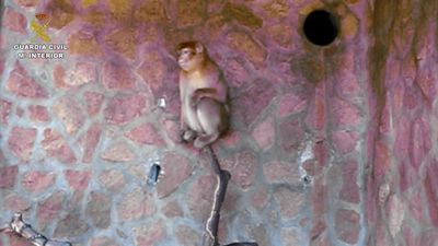 El Seprona recupera un ejemplar hembra de Macaco de Berberia de un chalet en Torrevieja