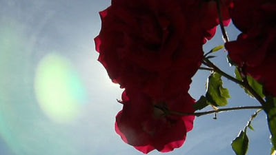 Madrid elige su mejor rosa entre 85 variedades