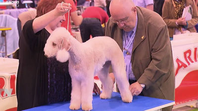 Mascotas de todo tipo se reúnen este fin de semana en Madrid
