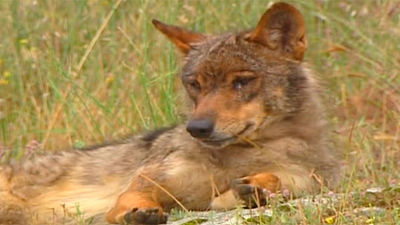 Objetivo Crítico: El lobo en Madrid