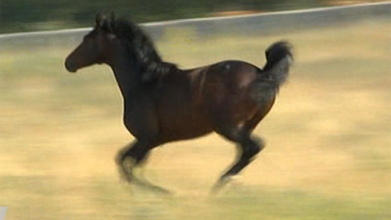 Alcorcón acoge mañana una exhibición de equinoterapia solidaria