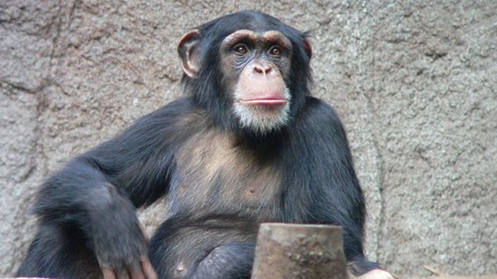 Los chimpancés tienen capacidad cognitiva para cocinar