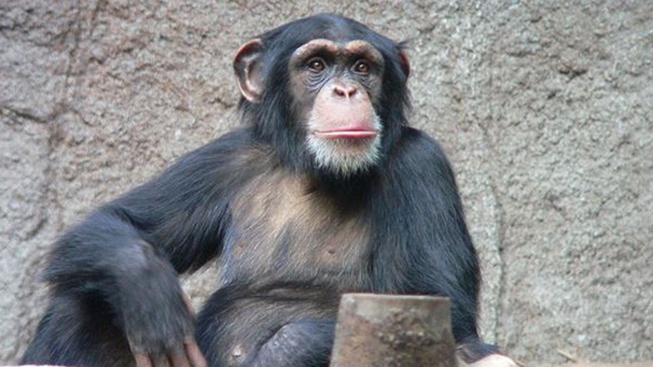 chimpance_21234