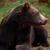 Un oso ataca a un hombre en Campoo y le hiere en la cara, cuello y brazo