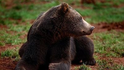 Un oso ataca a un hombre en Campoo y le hiere en la cara, cuello y brazo