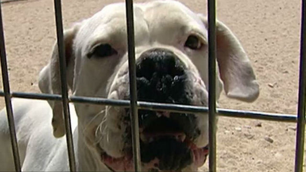 El abandono de mascotas en la Comunidad registra los niveles más bajos