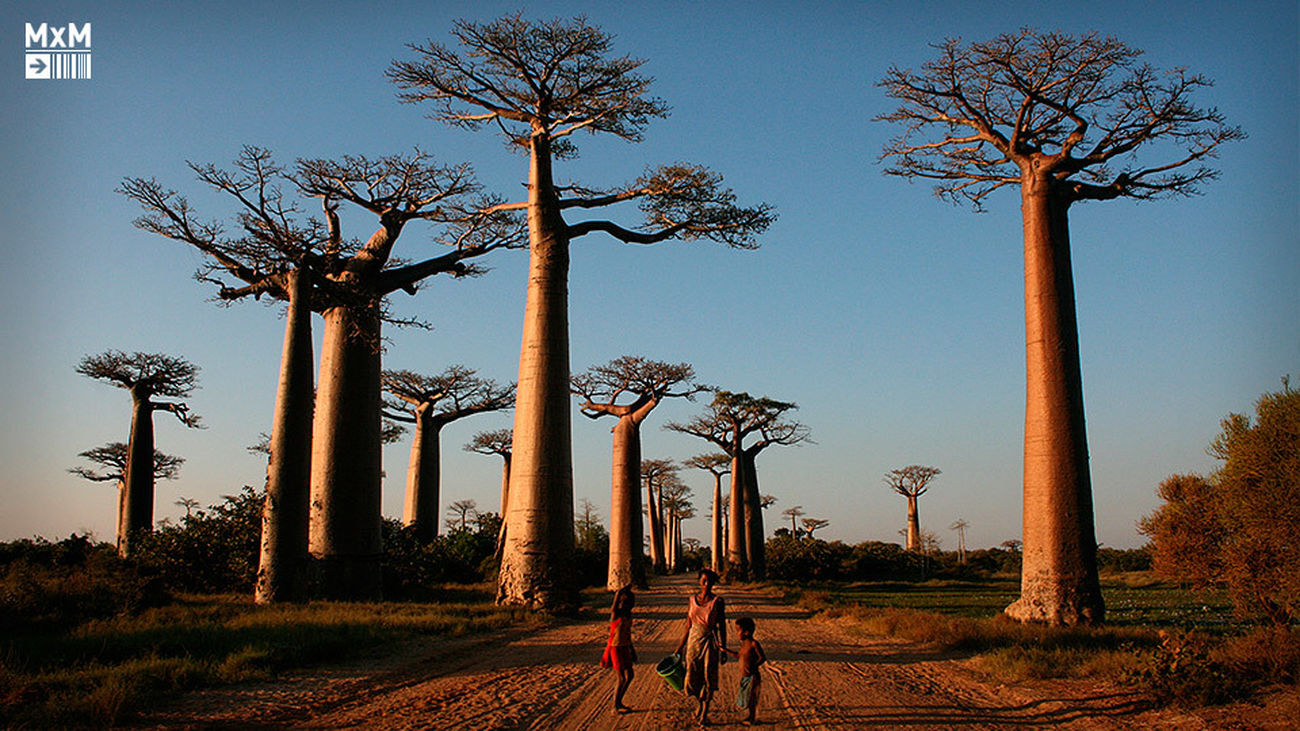 Madagascar, la tierra de los baobabs