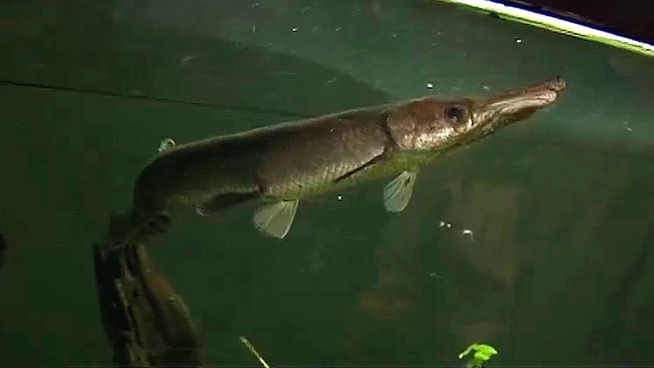 El manjuarí, un pez con carácter