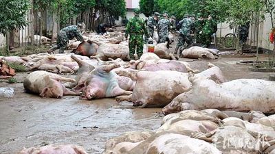 Unos 16.000 cerdos mueren ahogados por la inundación de una granja en China