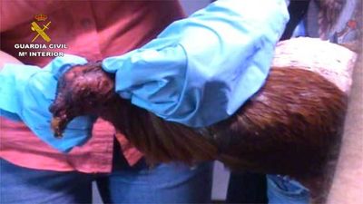 Desmantelado un 'ring' ilegal donde se organizaban peleas de gallos