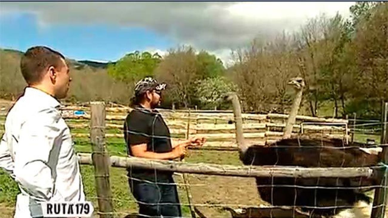 Puebla de la Sierra: Cabras, vacas y... ¡avestruces!