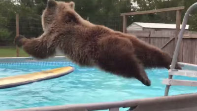 Un video de un oso saltando a una piscina arrasa en YouTube