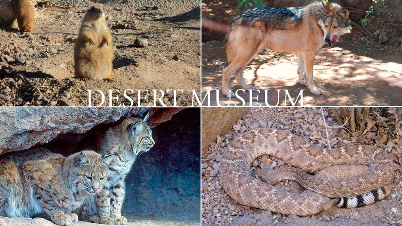 Naturaleza salvaje de Arizona