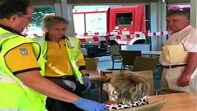 Una mujer herida leve al caerle encima una rama de un árbol en la calle Santa Engracia