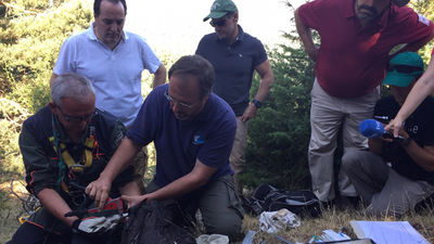 La colonia de buitre negro de Guadarrama bate récord con 110 parejas
