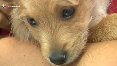 Las protectoras en España recogen un animal cada cinco minutos