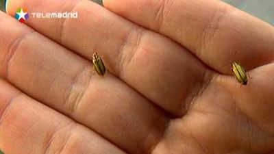 Plaga de galerucas del olmo en Moratalaz