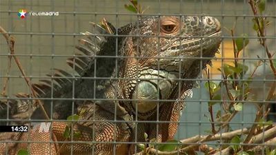 El Centro de Recuperación de Animales atiende 303 animales exóticos este año