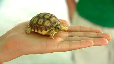 Baby boom en el Safari